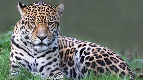El Jaguar Y Sus Diferencias Con El Leopardo Y El Guepardo