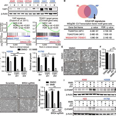 Yap1 Activation In Msr A549 Cells Abrogates The Synergy Between Mmb And