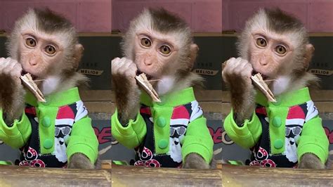 Funny Baby Monkey Eating Sound Cute Animal Asmr 🐵 Best Tiktok January