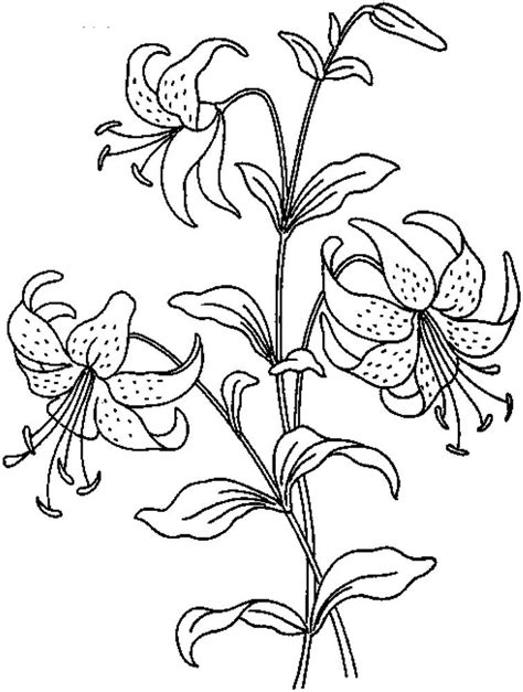 You can find so many unique, cute and complicated pictures for children of all ages as well as many great pictures designed. Realistic Flowers Coloring Pages Print | Flower Coloring ...