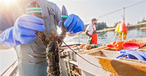 Dumping Day Marks The Start Of Nova Scotias Lobster Season Huffpost News