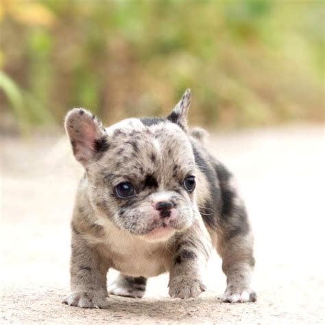 Puppies come with health certificate and guarantee. French Bulldog Puppies For Sale New South Wales