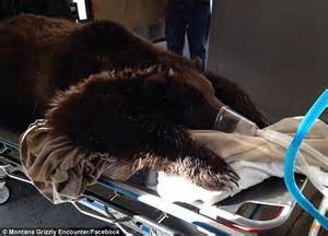 Bear With Us The Moment When A Grizzly Undergoes An Mri Scan After