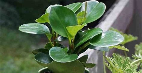 Peperomia Obtusifolia American Baby Rubber Plant Care And Growing Guide