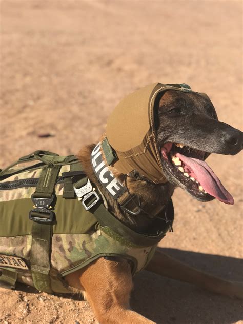 What Happens To Military Dogs After Service