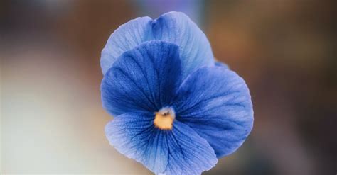 Blue Yellow Petaled Flower · Free Stock Photo B68