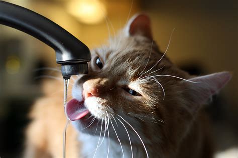 how to help your dehydrated cat catsmart singapore
