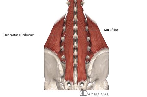 Many conditions and injuries can affect the back. Muscles - Advanced Anatomy 2nd. Ed.