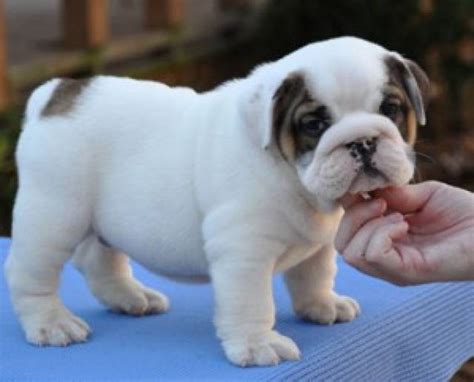 Cute And Adorable English Bulldog Puppies For Adoption Texas City