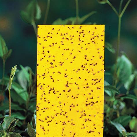 Yellow Sticky Insect Traps Small Set Of 15 Park Seed