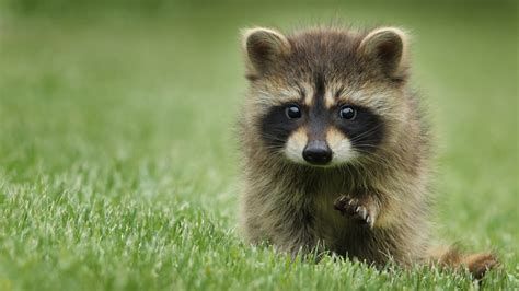 Watch Curious Baby Raccoons Explore A Garden Wild Child Youtube