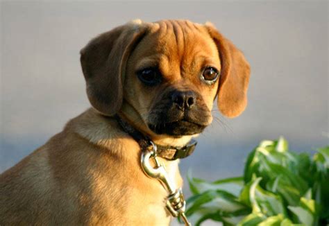 Puggle Rehoming And Adoption Services Rehome Or Adopt A Puggle