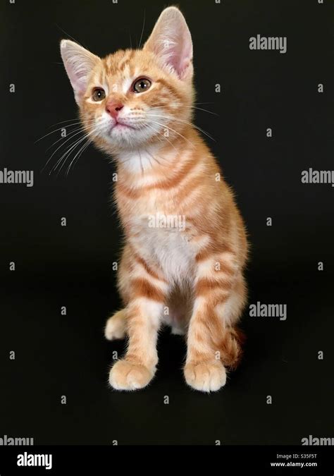 Ginger Tabby Cat Kitten Stock Photo Alamy