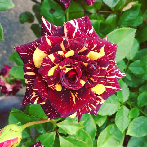 Long Stemmed Rose Hybrid Tea Abracadabra 175mm Pot Dawsons Garden World
