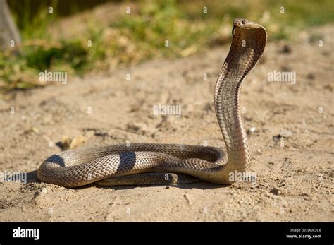 Cape Cobra Naja Nivea South Africa Stock Photo Alamy
