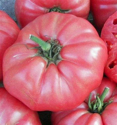 Giant Belgium Pink Tomato Seeds Heirloom Tims Tomatoes