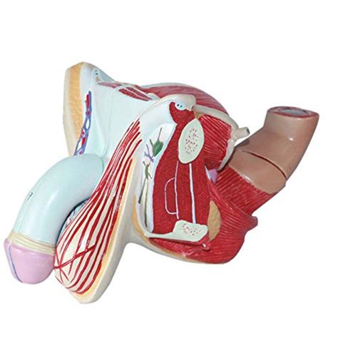 Buy Male Genital Organs Model Detachable Parts Testicular Model Medicine Anatomy Learning