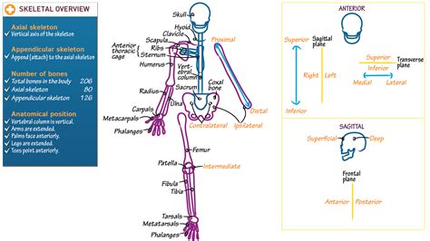 Anatomical Terminology