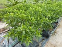 Penanaman padi secara komersial yang diusahakan menerusi projek ladang merdeka, memberi keuntungan kepada 279 peserta terlibat di bachok, kelantan. TANAMAN CILI PADI - MyAgri.com.myMyAgri.com.my