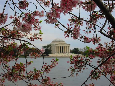 Cherry Blossoms Around The Thomas Jefferson Memorial Smithsonian
