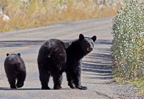 Ian Maton Nature Photography American Black Bears