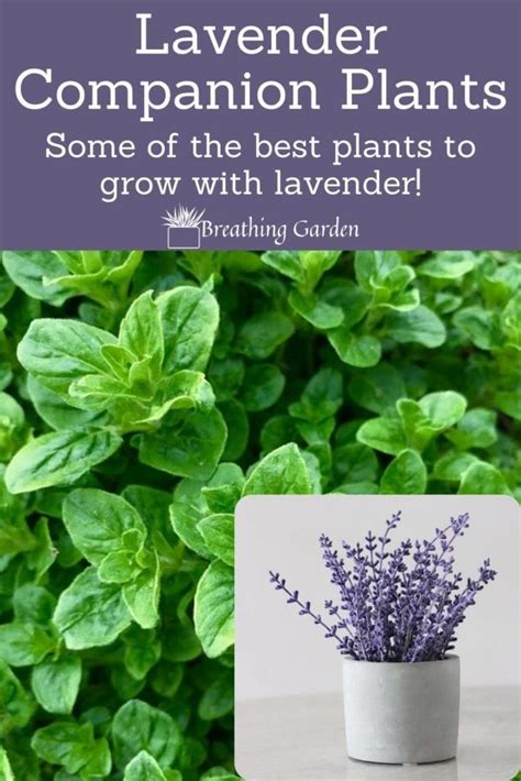 Here Are 6 Of The Best Lavender Companion Plants Breathing Garden
