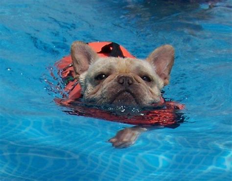 French bulldog dog in life jacket training in swimming pool. 16 Reasons French Bulldogs Are Not The Friendly Dogs ...