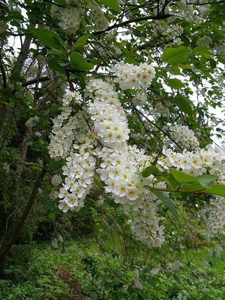 100 Tree With White Flowers That Smell Good Home And Gardens White