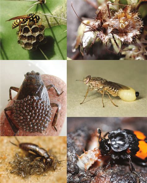 Coniferous Forest Insects