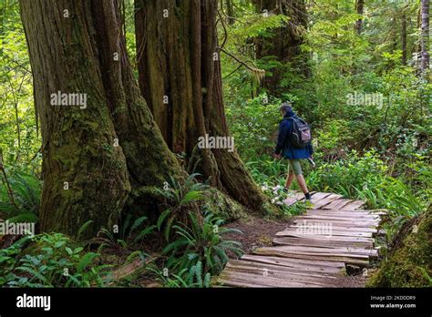 Man Hiking The Big Tree Trail On Elevated Walkway Meares Island