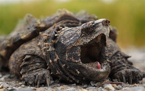 Can A Common Snapping Turtle Hurt You