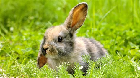 Was Sind Die Fünf Beliebtesten Kaninchenrassen