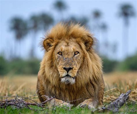 African Lion Safari | The Best Sightings Across Africa