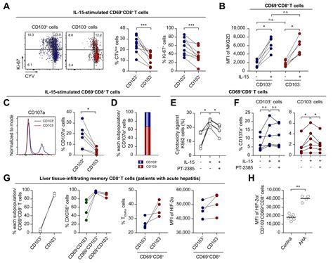 Functions Of Human Liver Cd69cd103 Cd8 T Cells Depend On Hif 2α
