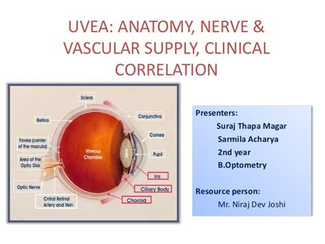 Uvea Anatomy Nerve And Vascular Supply Clinical Correlation