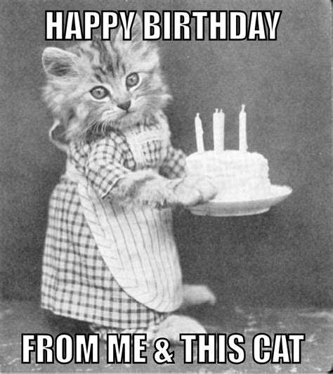 Funny Cat Birthday Card Image Compartirvideos