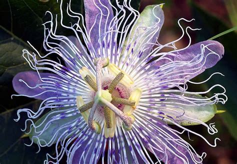 Strange But Beautiful Flowers Amazing And Interesting Virtual
