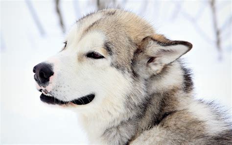 4k Dogs Winter Snow Spruce Alaskan Malamute Hd Wallpaper Rare