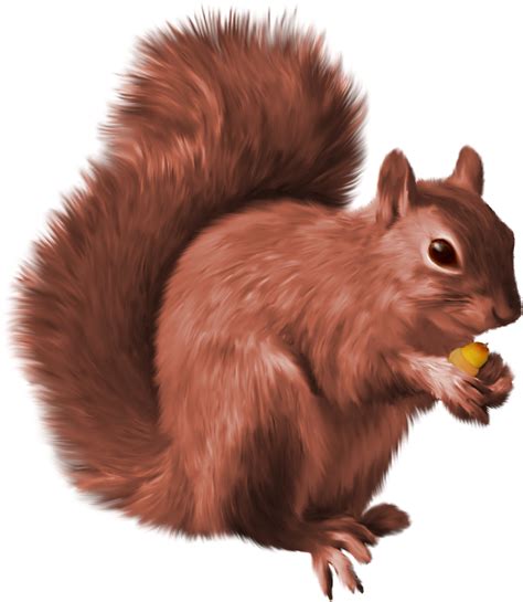 Squirrel PNG | Squirrel clipart, Animals, Squirrel