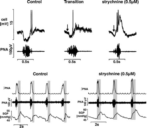 Glycinergic Synaptic Inhibition Was Fundamental To The Three Phase Download Scientific Diagram