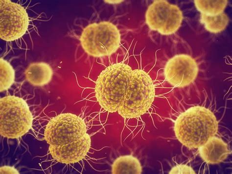 Cdc Updates Treatment Guidelines For Gonococcal Infection Infection