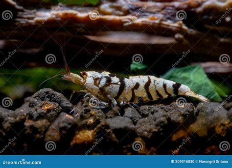 White Fancy Tiger Dwarf Shrimp Look For Food In Aquatic Soil With