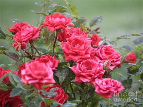 Victorian Rose Garden Photograph By Carol Groenen Fine Art America