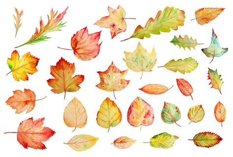 Watercolor Autumn Leaves Clipart Illustrations Creative Market