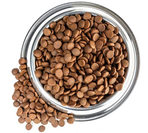 Most wet dog food is free from synthetic preservatives and contains more real ingredients. Dry Dog Food Or Wet Dog Food? | Daily Care Of A Dog | Dogs ...