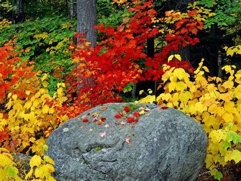 Wallpaper Autumn Stone Leaves Colors 1600x1200 Goodfon 683702