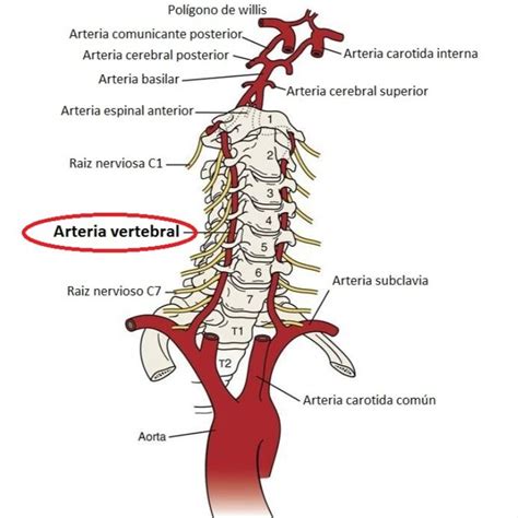 Arteria Vertebral Arteria Vertebral Arteria Subclavia Anatomia