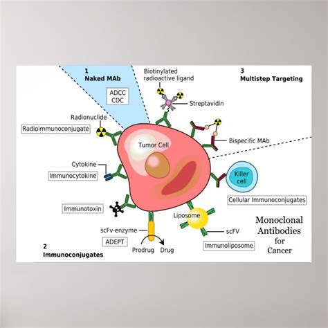 Diagram Of Monoclonal Antibodies For Cancer Poster Uk