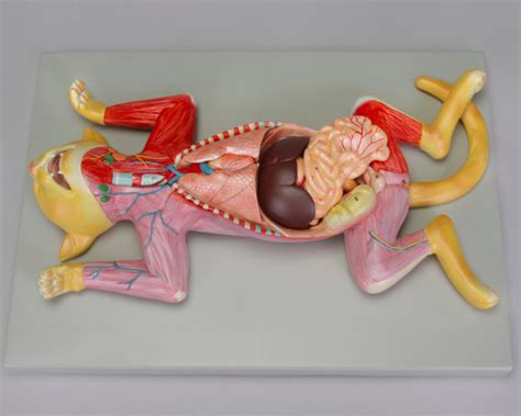 Altay Pregnant Cat Dissection Model Bioleap