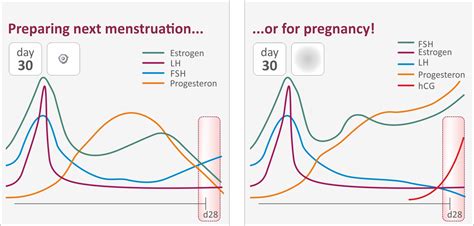 The Menstrual Cycle And Ovulation